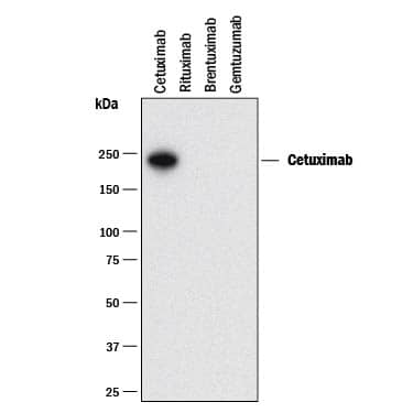 Detection of Cetuximab antibody by Western Blot.