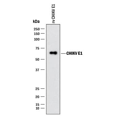 Detection of Chikungunya Virus E1 antibody by Western Blot.