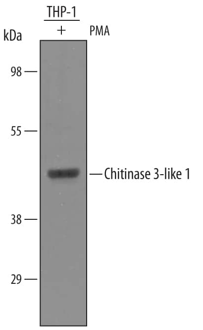 Detection of Human Chitinase 3-like 1 antibody by Western Blot.