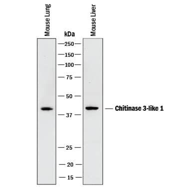 Detection of Mouse Chitinase 3-like 1 antibody by Western Blot.