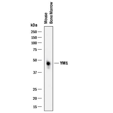 Detection of Mouse YM1/Chitinase 3-like 3 antibody by Western Blot.