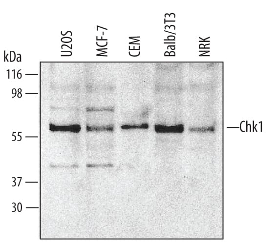 Detection of Human, Mouse, and Rat Chk1 antibody by Western Blot.