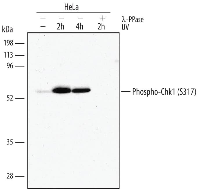 Detection of Human Phospho-Chk1 (S317) antibody by Western Blot.