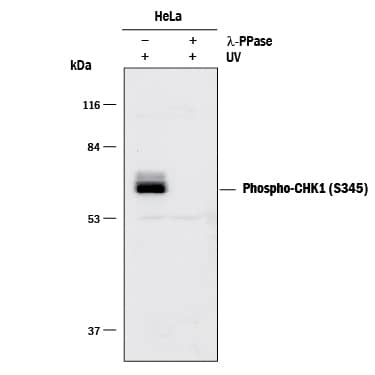 Detection of Human Phospho-Chk1 (S345) antibody by Western Blot.