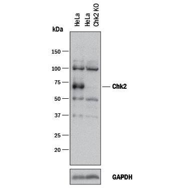 Western Blot Shows Human Chk2 by Using Knockout Cell Line.
