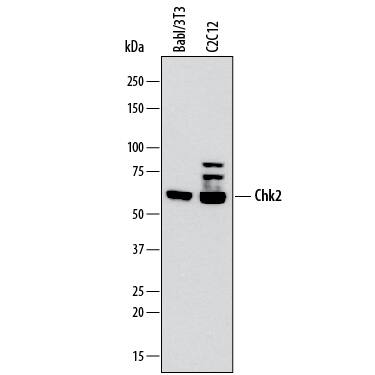 Detection of Mouse Chk2 antibody by Western Blot.