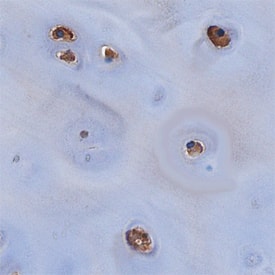 Chondroadherin antibody in Human Cartilage by Immunohistochemistry (IHC-P).