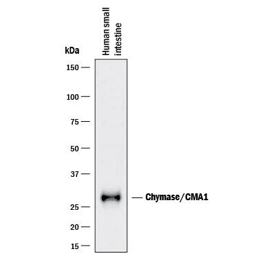 Detection of Human Chymase/CMA1 antibody by Western Blot.