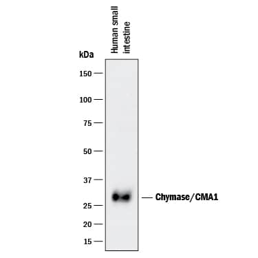 Detection of Human Chymase/CMA1 antibody by Western Blot.