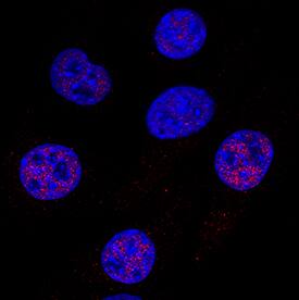 Cited-2 antibody in C2C12 Mouse Cell Line by Immunocytochemistry (ICC).