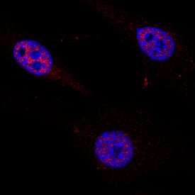 Cited-2 antibody in NIH-3T3 Mouse Cell Line by Immunocytochemistry (ICC).