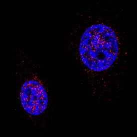Cited-2 antibody in NIH-3T3 Mouse Cell Line by Immunocytochemistry (ICC).