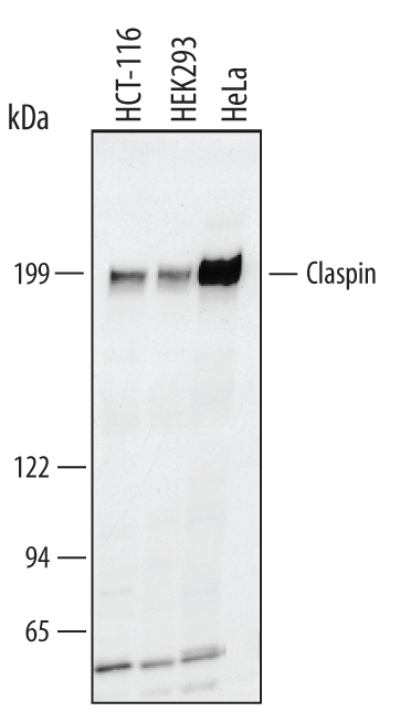 Detection of Human Claspin antibody by Western Blot.