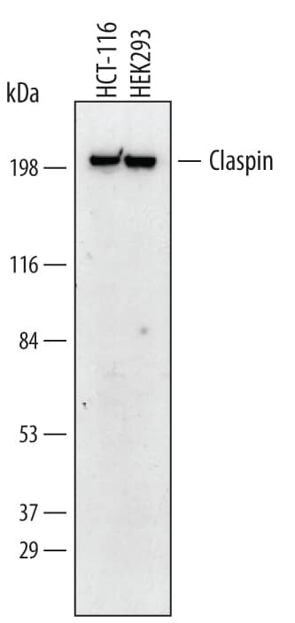 Detection of Human Claspin antibody by Western Blot.