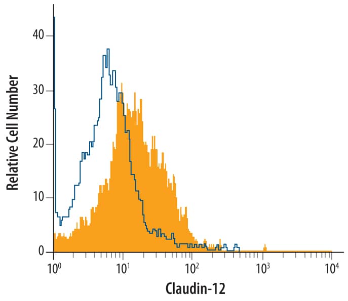 Detection of Claudin-12 antibody in Caco-2 Human Cell Line