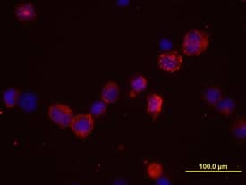 Claudin-12 antibody in NS0 Mouse Cell Line transfected with human Claudin-12