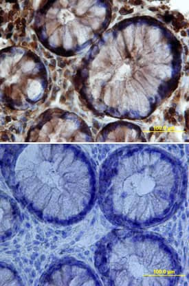 Claudin-3 antibody in Human Colon by Immunohistochemistry (IHC-P).