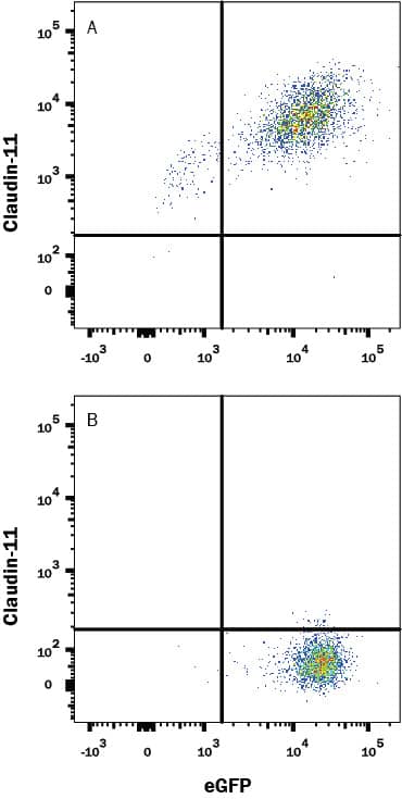 Detection of Claudin-11 antibody in HEK293 Human Cell Line Transfected with Human Claudin-11 and eGFP antibody by Flow Cytometry.