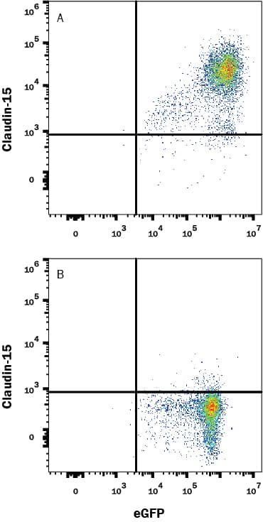 Detection of Claudin-15 antibody in HEK293 Human Cell Line Transfected with Human Claudin-15 and eGFP antibody by Flow Cytometry.