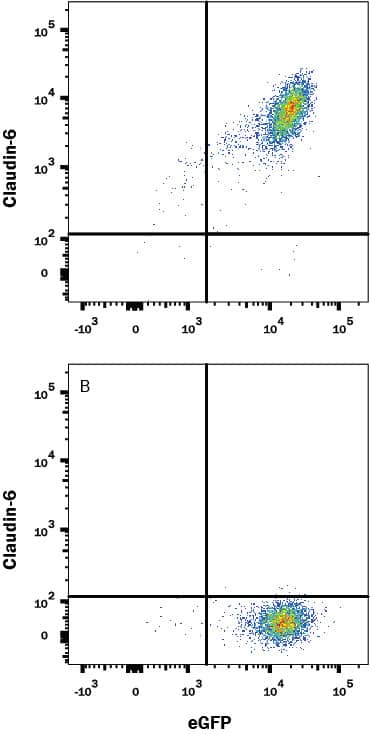 Detection of Claudin-6 antibody in HEK293 Human Cell Line Transfected with Human Claudin-6 and eGFP antibody by Flow Cytometry.