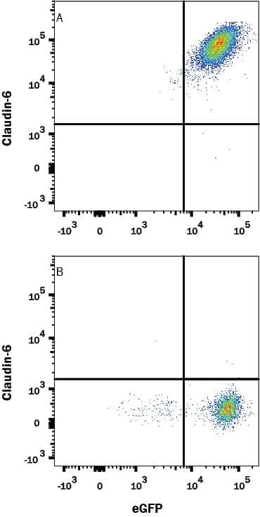 Detection of Claudin-6 antibody in HEK293 Human Cell Line Transfected with Human Claudin-6 and eGFP antibody by Flow Cytometry.