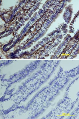 Clusterin antibody in Mouse Intestine by Immunohistochemistry (IHC-Fr).