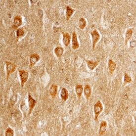 Clusterin antibody in Human Brain by Immunohistochemistry (IHC-P).