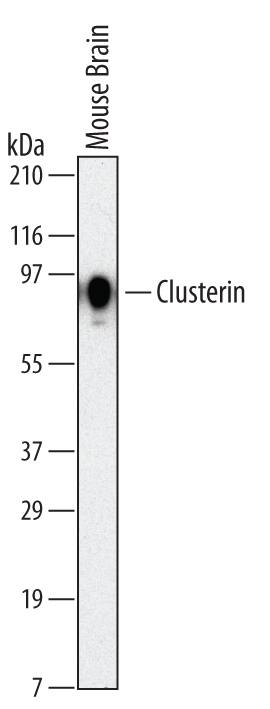 Detection of Mouse Clusterin antibody by Western Blot.