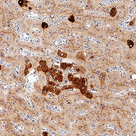 Clusterin antibody in Human Liver by Immunohistochemistry (IHC-P).