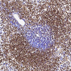Clusterin antibody in Mouse Spleen by Immunohistochemistry (IHC-Fr).