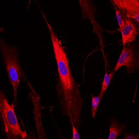 Collagen I a1 antibody in IMR-90 Human Cell Line by Immunocytochemistry (ICC).