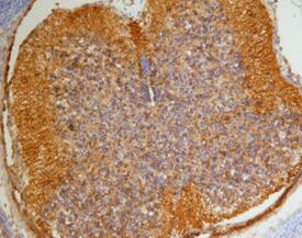 Collagen XIII a1 antibody in Mouse Embryo by Immunohistochemistry (IHC-Fr).