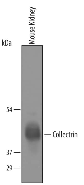 Detection of Mouse Collectrin antibody by Western Blot.