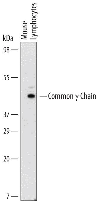Detection of Mouse Common ? Chain/IL-2 R? antibody by Western Blot.