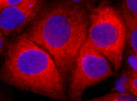 Complement Component C3a in HepG2 Human Cell Line. Complement Component C3a antibody in HepG2 Human Cell Line by Immunocytochemistry (ICC).