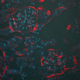 Complement Component C3d antibody in Mouse Kidney by Immunohistochemistry (IHC-Fr).