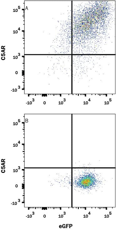 Detection of C5aR antibody in HEK293 Human Cell Line Transfected with Human C5aR and eGFP antibody by Flow Cytometry.