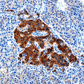 Complexin-1/2 antibody in Human Pancreas by Immunohistochemistry (IHC-P).
