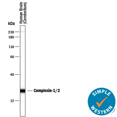 Detection of Human Complexin-1/2 antibody by Simple WesternTM.