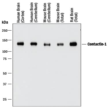 Detection of Human, Mouse, and Rat Contactin-1 antibody by Western Blot.