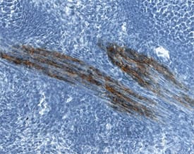 Contactin-2/TAG1 antibody in Mouse Embryo by Immunohistochemistry (IHC-Fr).