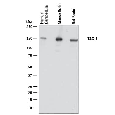 Detection of Human, Mouse, and Rat Contactin-2/TAG1 antibody by Western Blot.