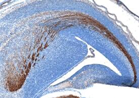 Contactin-4 antibody in Mouse Brain by Immunohistochemistry (IHC-Fr).