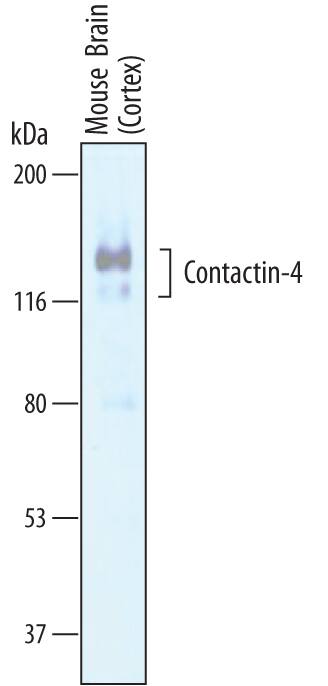 Detection of Mouse Contactin-4 antibody by Western Blot.