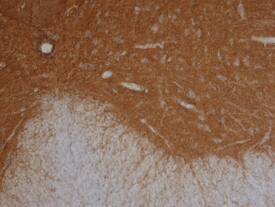 Contactin-6 antibody in Mouse Spinal Cord by Immunohistochemistry (IHC-Fr).