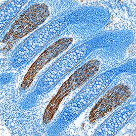 Contactin-1 antibody in Mouse Embryo by Immunohistochemistry (IHC-Fr).