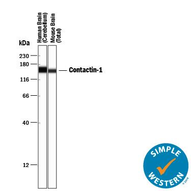 Detection of Human and Mouse Contactin-1 antibody by Simple WesternTM.