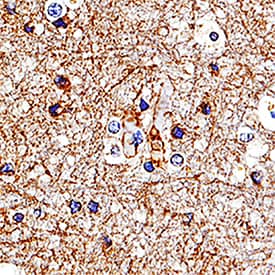 Contactin-2/TAG1 antibody in Human Brain by Immunohistochemistry (IHC-P).