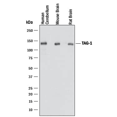 Detection of Human, Mouse, and Rat Contactin-2/TAG1 antibody by Western Blot.