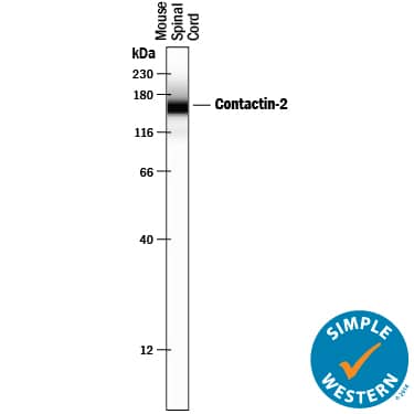 Detection of Mouse Contactin-2/TAG1 antibody by Simple WesternTM.
